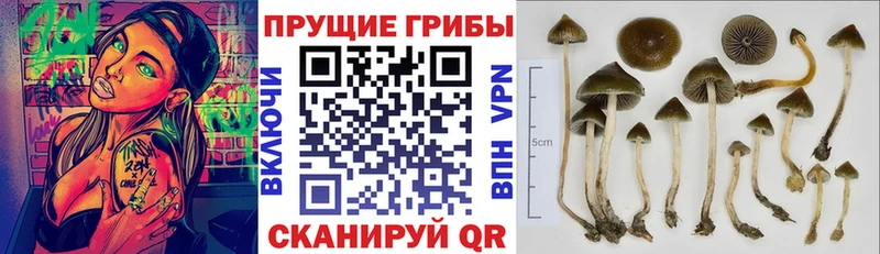 Купить  Сольвычегодск  Галлюциногенные грибы MAGIC MUSHROOMS 